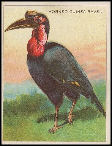 37 Horned Guinea Raven